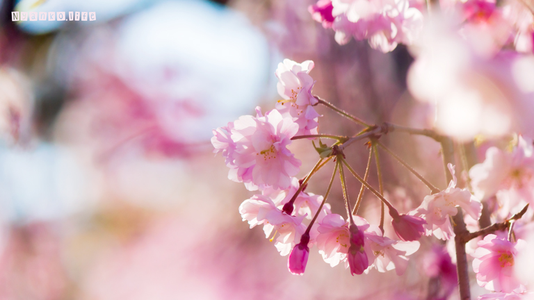 満開に咲く桜の中の一房。