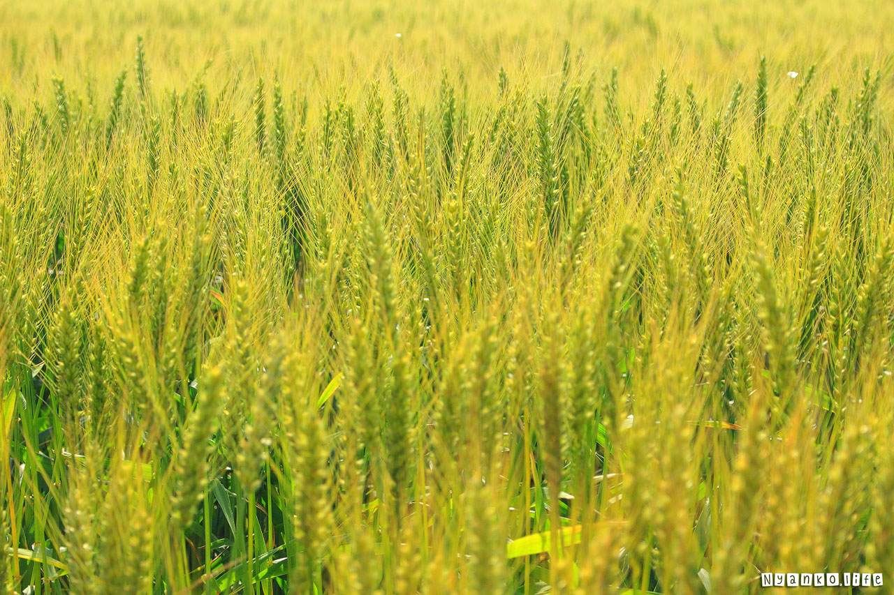 作品：はな：初夏の実った麦の穂 20190521