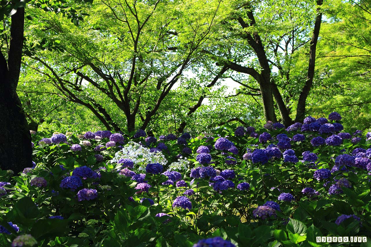 作品：はな：夏至の日　木陰に咲く濃い紫のあじさいたち 20190622
