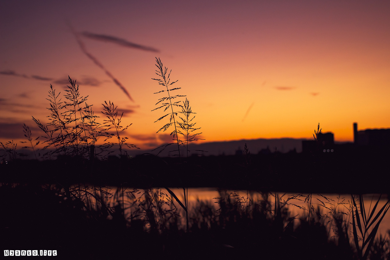 作品：はな：秋分　庄内川の土手にゆれる雑草のシルエット 20190923