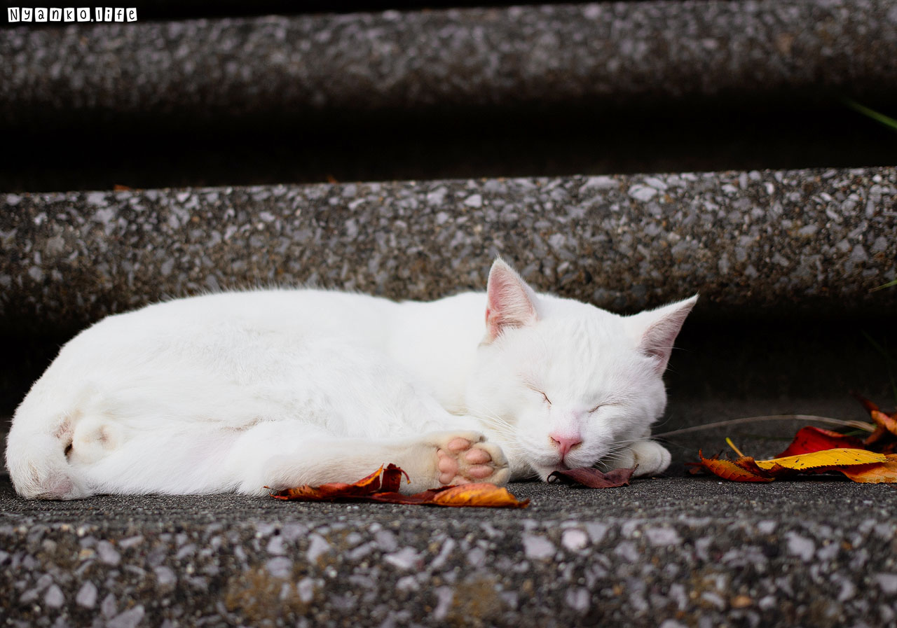 作品：ねこ：石の階段でおひるねしている白い猫 20191020