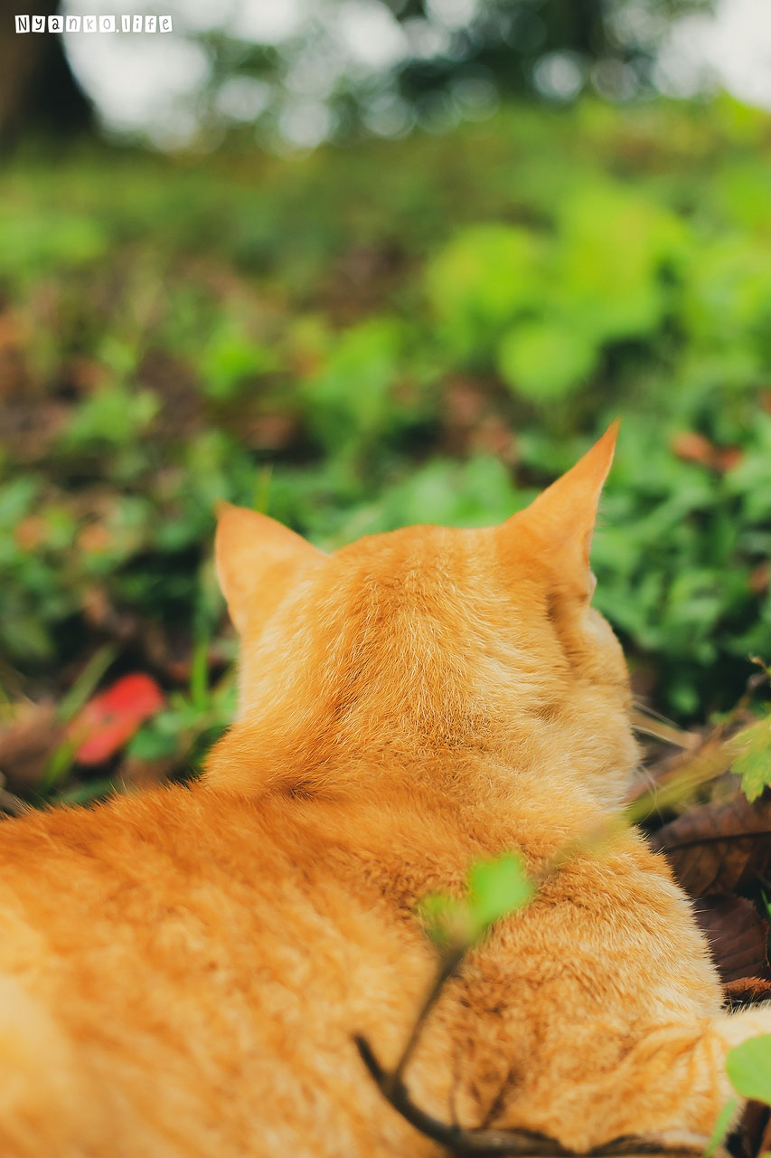 作品：ねこ：茶トラねこ　風太郎くんのうしろあたま 20191030