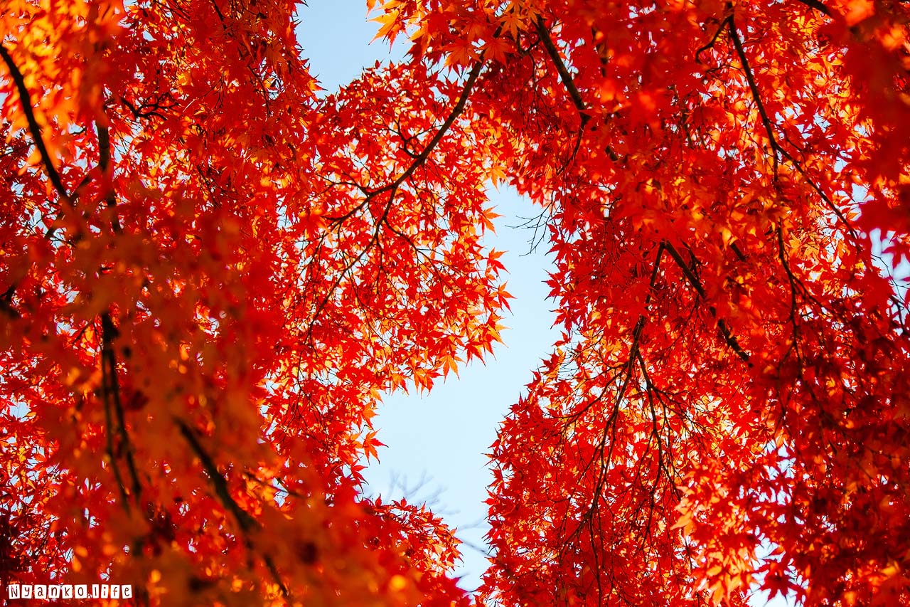 作品：はな：街中の公園で冬の青空を覆う紅葉した楓 20191210