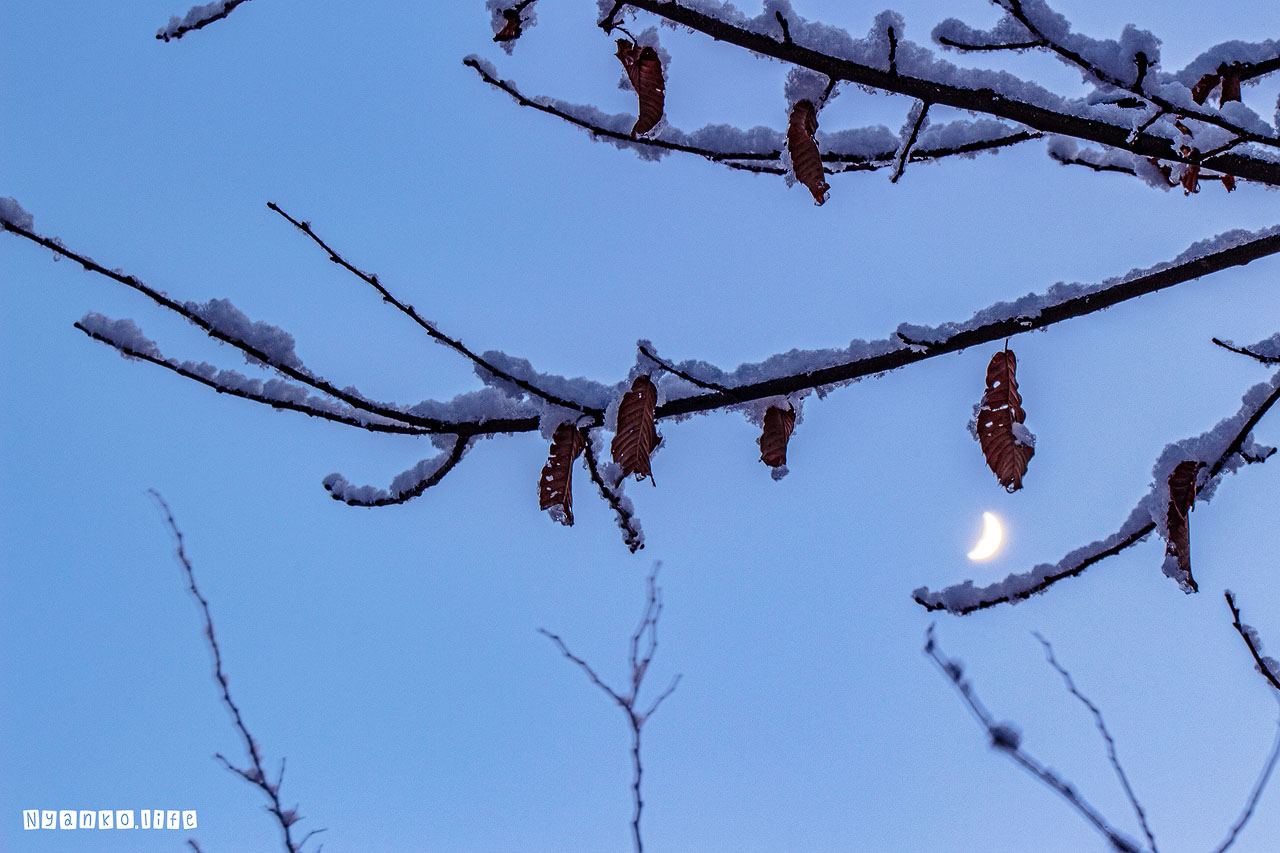 作品：そら：枝に積もる東北の雪と上弦間近の月 20200120