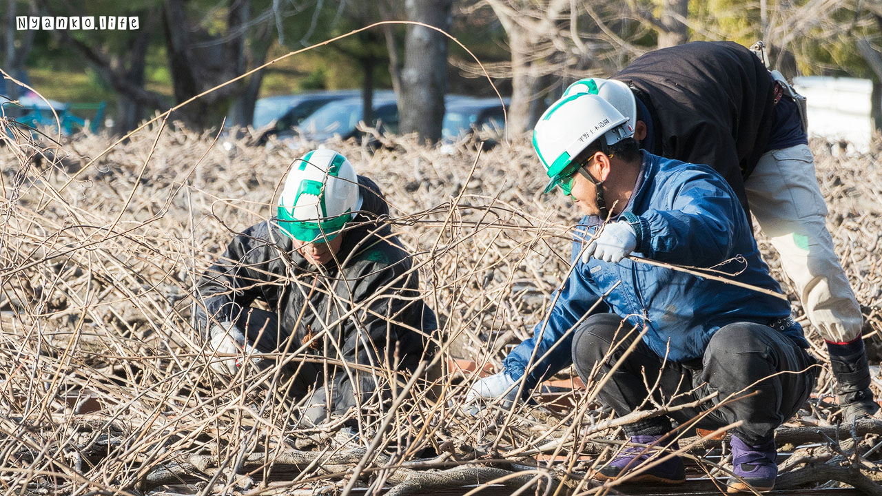 作品：ひと：冬の寒さの中で藤棚を手入れする人たち 20200211