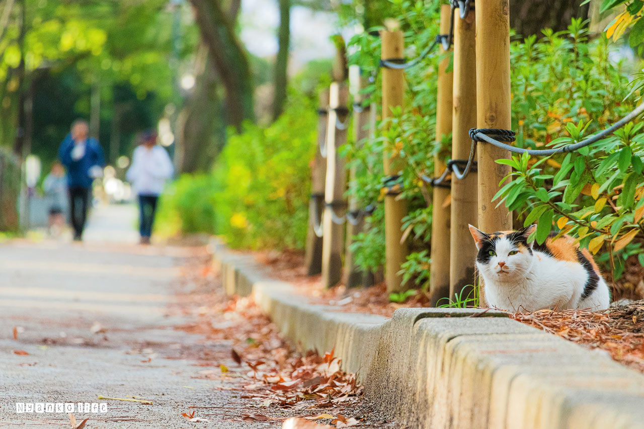 作品：ねこ：名城公園のジョギングコースでひっそりたたずむ三毛猫　とおくにはジョギング中の人影 20200222