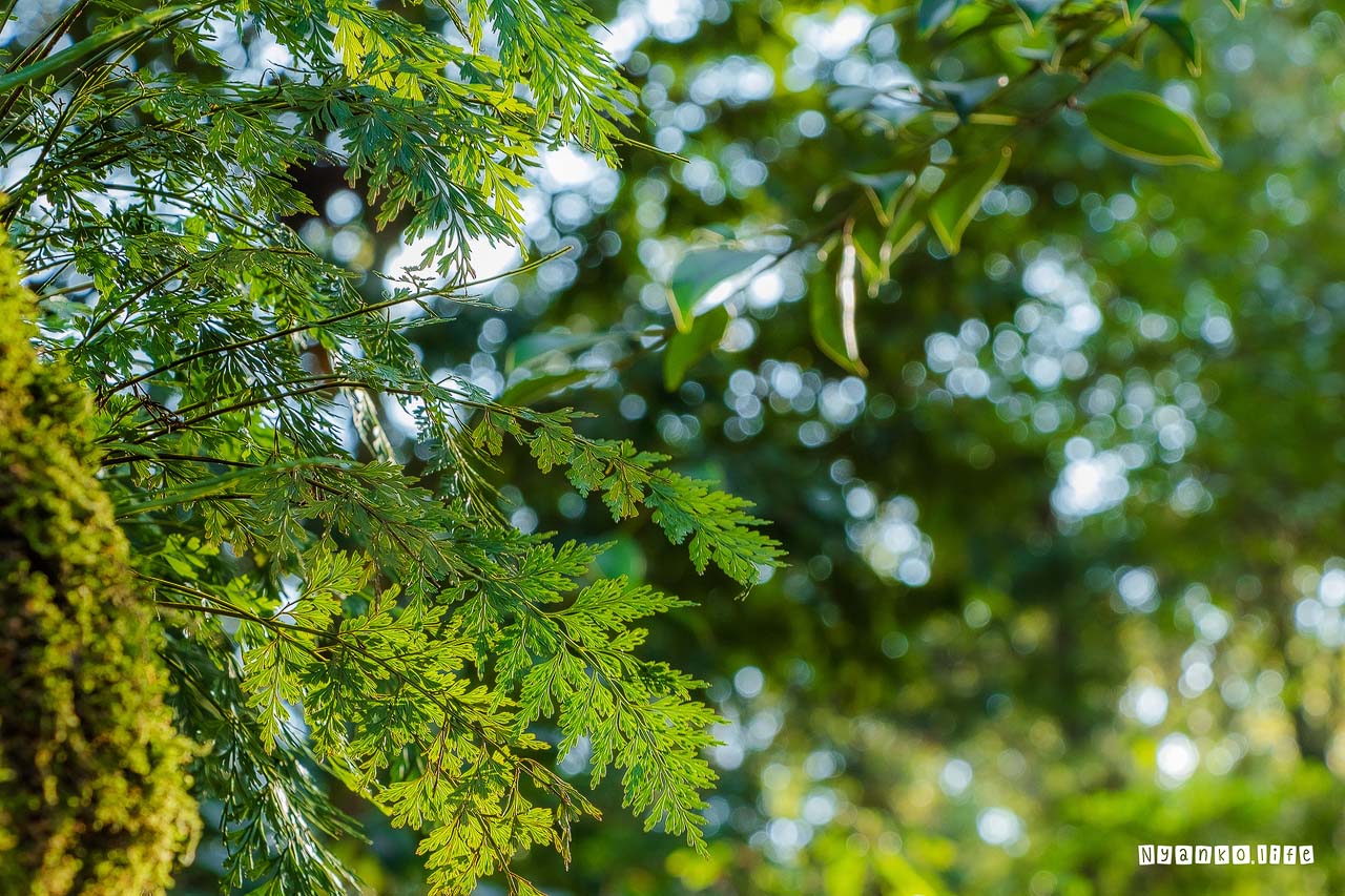 作品：はな：伊勢神宮の木の幹に生えていた苔や植物 20200305