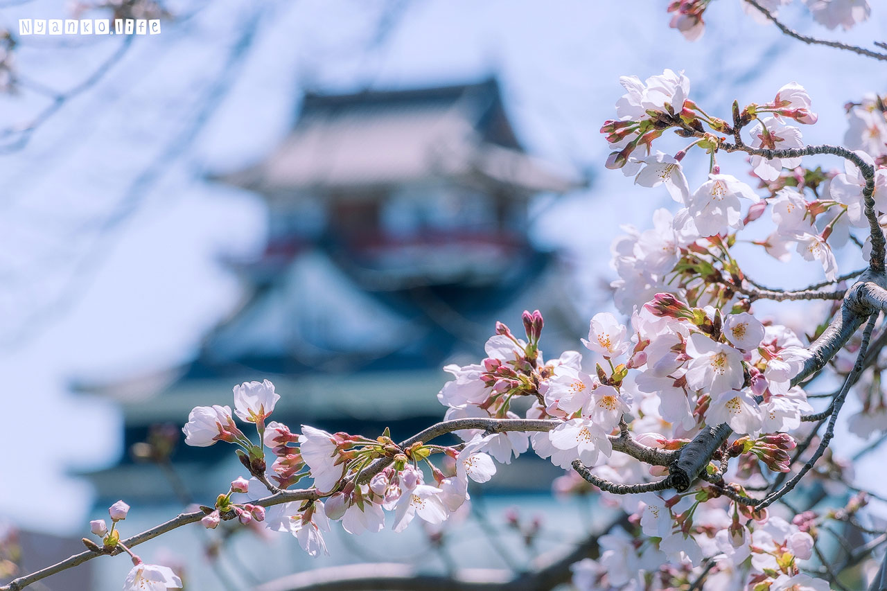作品：はな：可憐に咲く桜の枝ごしに清洲城の遠景が見える 20200325