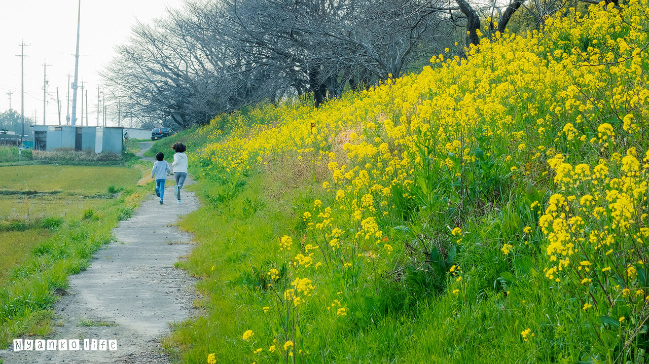 作品：ひと：菜の花が満開の堤防沿いを駆け抜けていくこどもたち 20200328