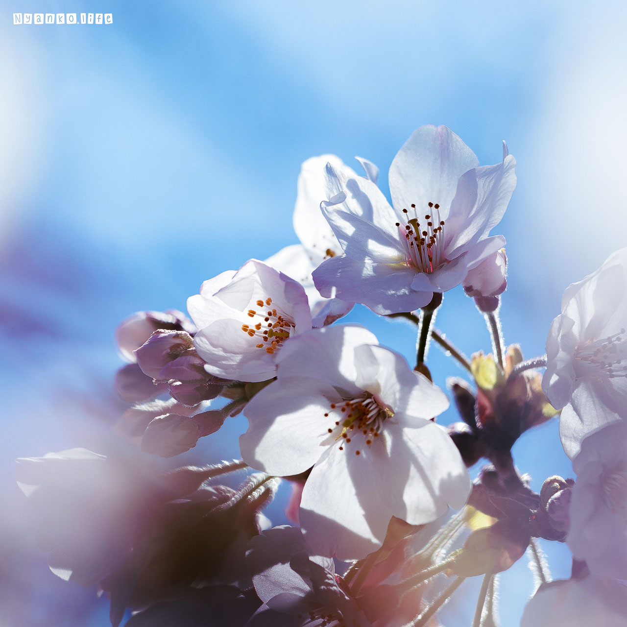 作品：はな：春の暖かな光に溶けるように咲く桜 20200330