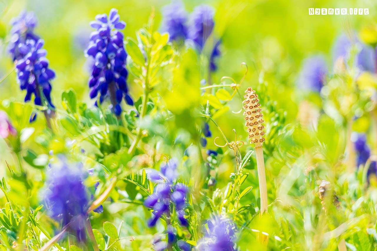 作品：はな：うららかな陽射しに踊るようなムスカリとつくし 20200404