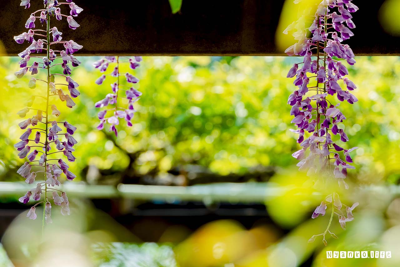 作品：はな：初夏の風に揺れる藤の花と葉 20200505