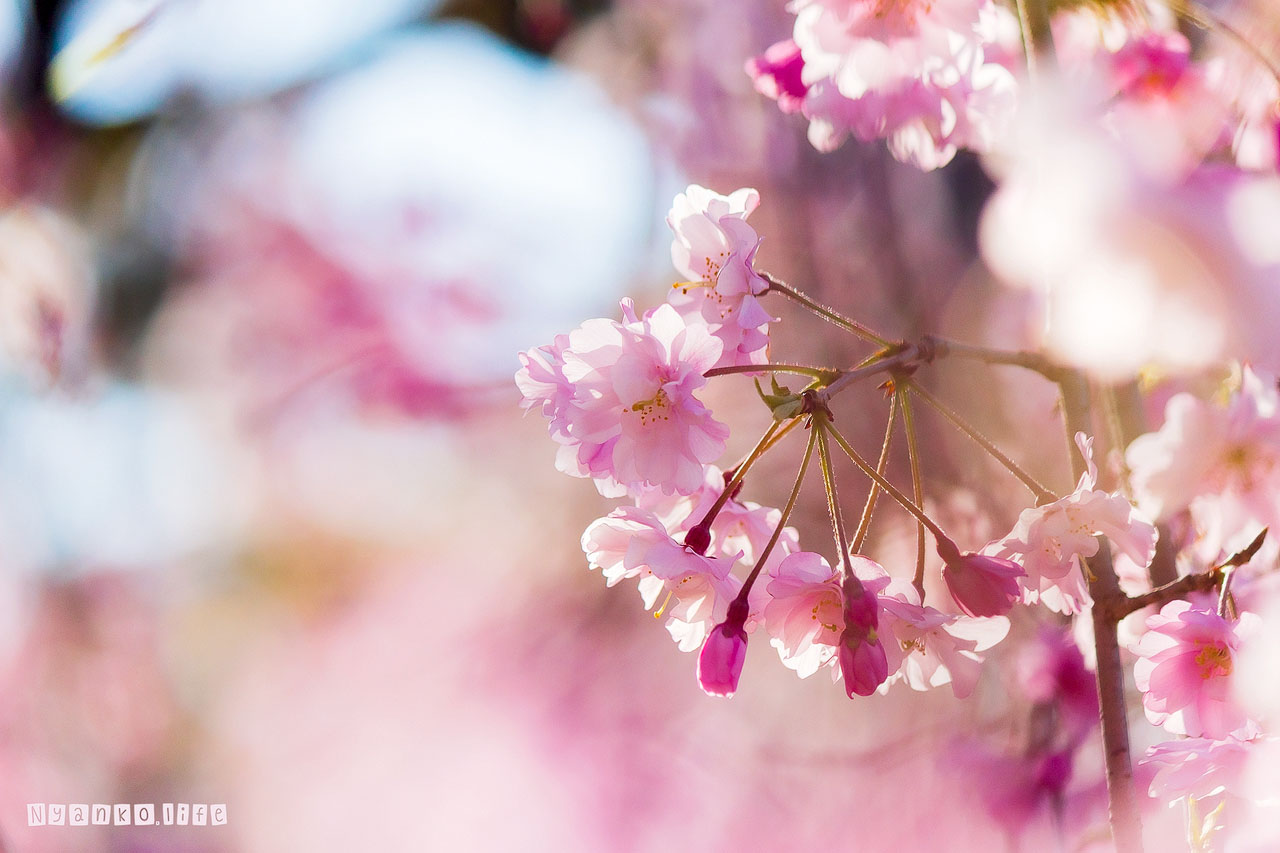 作品：はな：大垣城近くの八重桜アップ 20200507