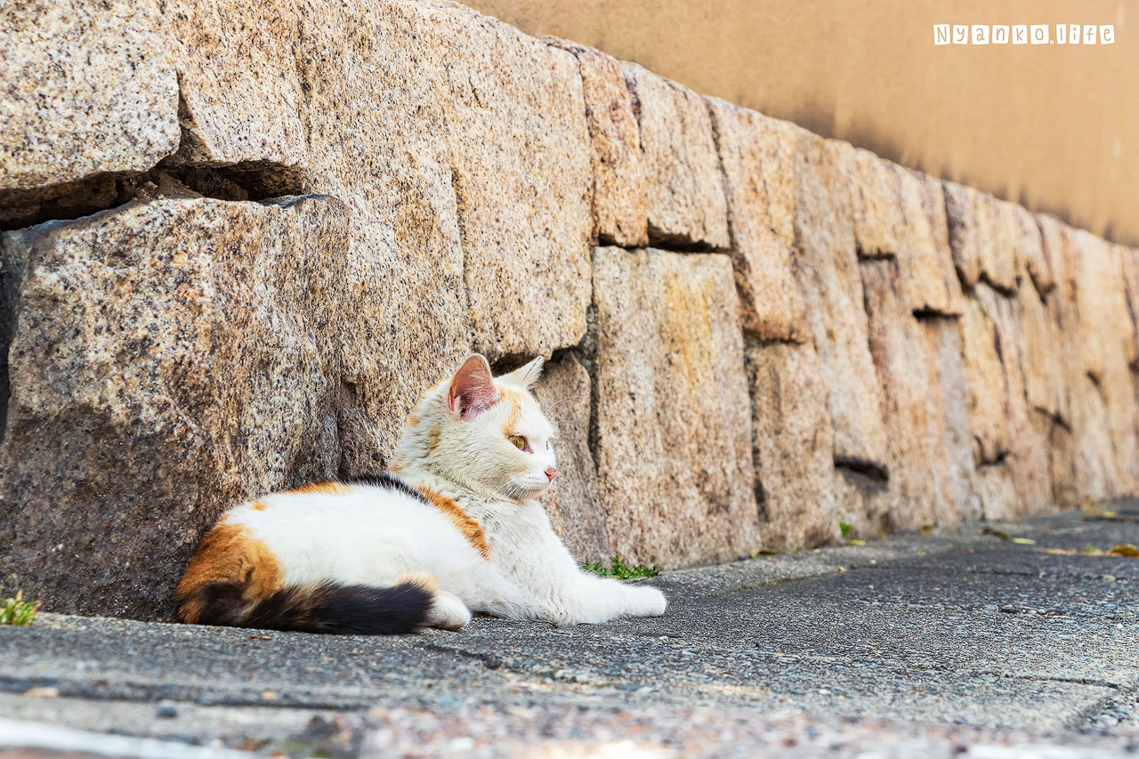 作品：ねこ：道端の石垣そばでくつろいでいる三毛猫 20200507