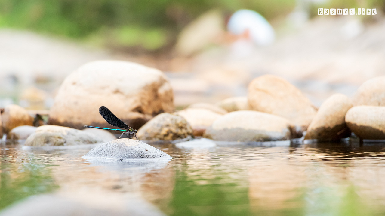 作品：みず：川とイトトンボ 20200906