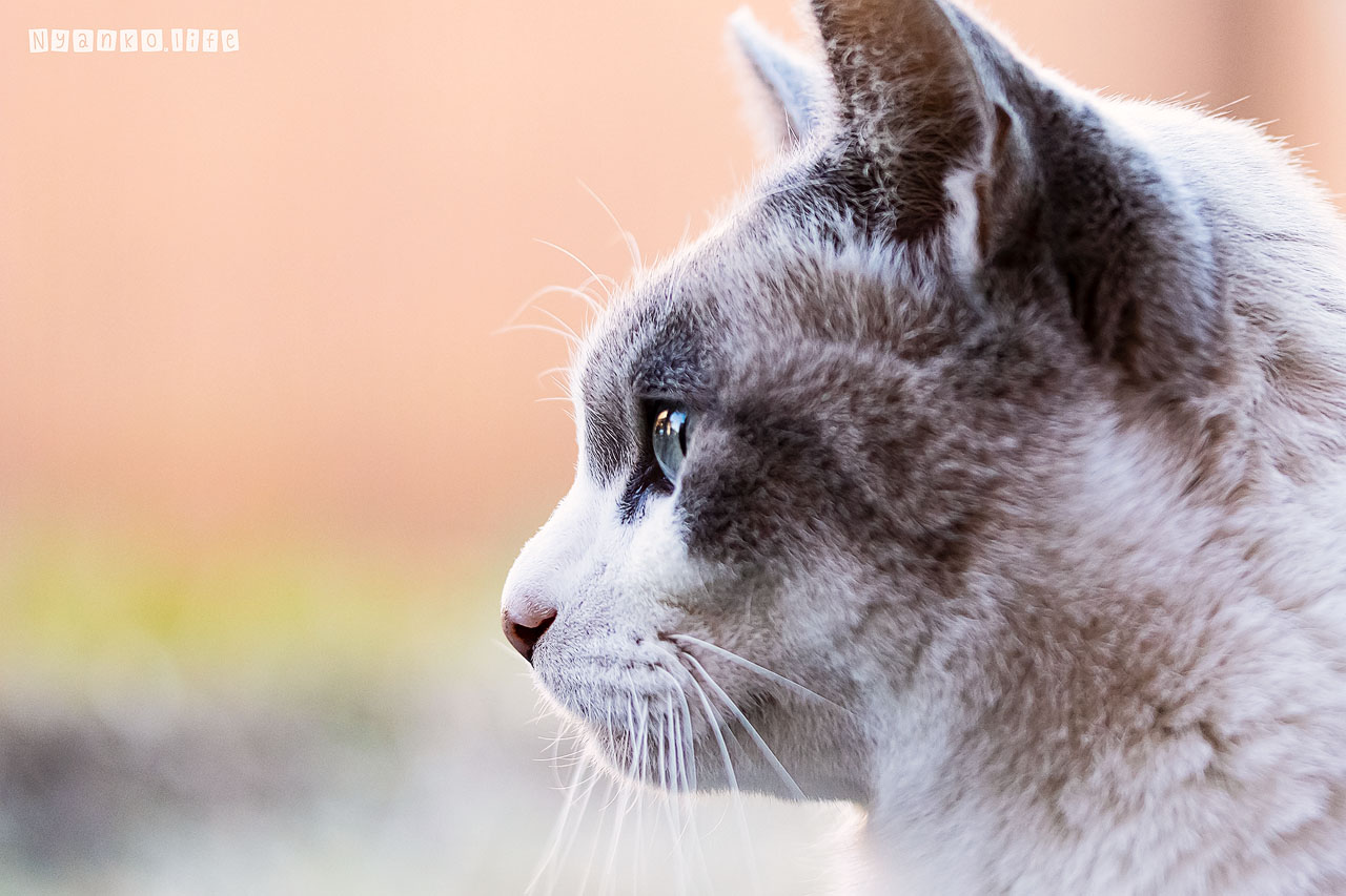 作品：ねこ：一点をみつめるふわふわとした冬毛のねこ 20201210