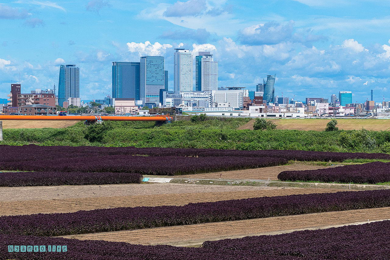 作品：まち：名古屋駅のターミナルビル群と紫蘇畑の対比 20210716