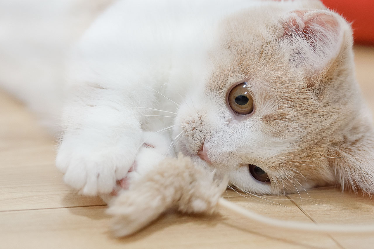 作品：ねこ：部屋の中でねこじゃらしで遊んでいるクリーム色の子猫 20220429